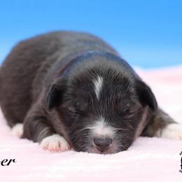 Lover - Black tri female Miniature Australian Shepherd puppy in Weeki Wachee, Florida from Arlington's Mini Aussies