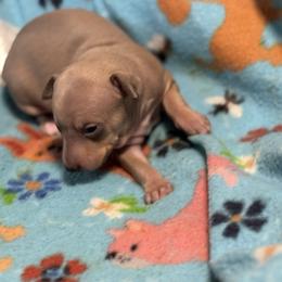 Penelope - Blue fawn female Italian Greyhound puppy in Wilkes Barre, Pennsylvania from Laraz Pupz