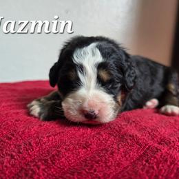 Jasmine - Black rust and white female Bernese Mountain Dog puppy in Blackfoot, Idaho from Draper Mountain Doodles
