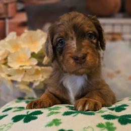 Ivy - Red merle female Aussiedoodle puppy in Prescott Valley, Arizona from Ramirez Family Doodles