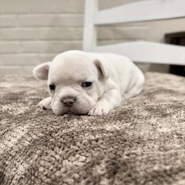 French Bulldog Puppies from Country Farm Frenchies