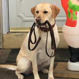 Labrador Retrievers from Yelladog