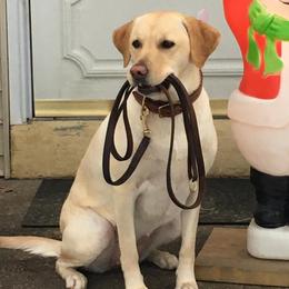 Labrador Retrievers from Yelladog