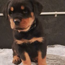 Boy 4 - Black and mahogany male Rottweiler puppy in De Witt, Iowa from Irish Eyes Kennels