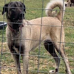 Siva - Anatolian Shepherd Dog