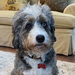 Bernedoodles from Banner Bernedoodles