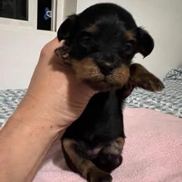 Yellow boy - Black and tan male Havapoo puppy in Arlington, Washington from Havanese With Love Breeding Co.