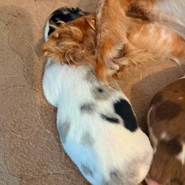 No 5 - Piebald female Dachshund puppy in Nampa, Idaho from 208 Wiener Wiggle Butts LLC