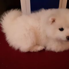 American Eskimo Dog Puppies from Turks Eskis