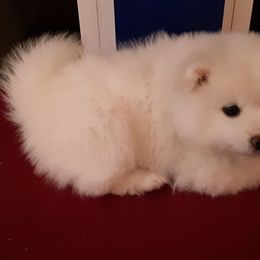 American Eskimo Dog Puppies from Turks Eskis