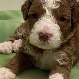Australian Labradoodle Puppies from Lazy Mountain Labradoodles