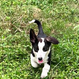 Rabbit - Black and white female Cardigan Welsh Corgi puppy in Crystal River, Florida from Coopers Korner