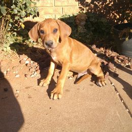 Leo - Rd whtn blk nose male Rhodesian Ridgeback puppy in Carney, Oklahoma from River Run Parson Russell terriers & River Run Ridgebacks