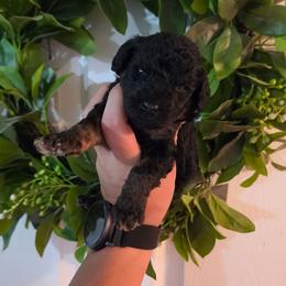 Rocket - Phantom male Poodle puppy in Plainfield, New Jersey from Caris Paws Poodles and Labradoodles