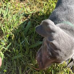 Weimaraner Puppies from Georgia Line Weimaraners