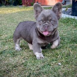 Prada - Tricolors female French Bulldog puppy in San Diego, California from Hlop Frenchies LLC