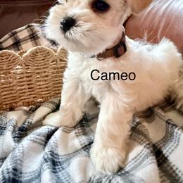 Cameo - Wheaten male Miniature Schnauzer puppy in Byron, Georgia from Smilee Schnauzers