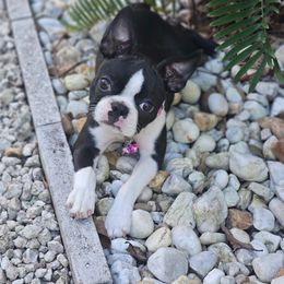 Boston Terrier Puppies from I Love Pups