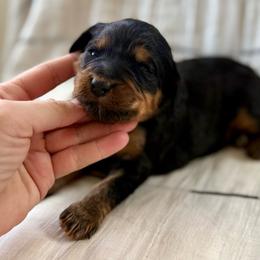 Henry- blue collar - Phantom male Bernedoodle puppy in Colorado Springs, Colorado from Mercy Mountain Bernedoodles