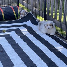 Australian Shepherd Puppies from Mezzo Australian Shepherds