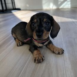 Hermione - Wild  boar and tan female Dachshund puppy in Mc Donough, Georgia from L & J Kennel