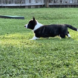 Cardigan Welsh Corgi Puppies from Penfro Corgis