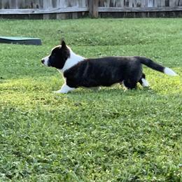 Cardigan Welsh Corgi Puppies from Penfro Corgis