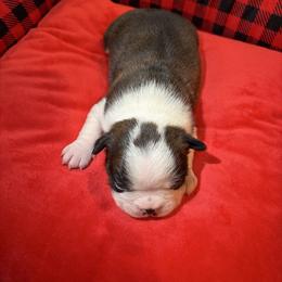 Boy 2 - Black brindle and white male Boston Terrier puppy in Conyers, Georgia from Dixe Hill Dogs