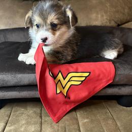Onyx - Black and tan female Pembroke Welsh Corgi puppy in Abingdon, Virginia from Em-K Kennels