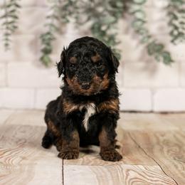 Alpine - Family Raised - Phantom female Bernedoodle puppy in Eureka, Illinois from Joley Aire Family Dogs