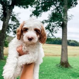 SLINKY - Parti male Goldendoodle puppy in Brookville, Pennsylvania from Woodland Mountain Doodles
