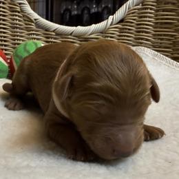 Girl 1 - female Goldendoodle puppy in Clermont, Florida from Da Ruba Doodles