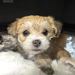 Spirit - White and tan female Morkie puppy in Tucson, Arizona from Sun-Kissed Morkies