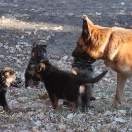 German Shepherds from vom Sippel Shepherds