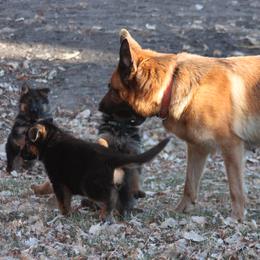 German Shepherds from vom Sippel Shepherds