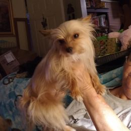 Davy - Yorkshire Terrier