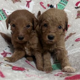 Winnie - Apricot female Goldendoodle puppy in Centralia, Missouri from Oodles Of Doodles Mo.