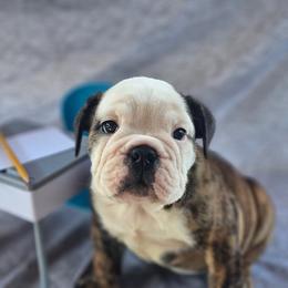 Boston Terrier, Bulldog, and French Bulldog Puppies from Willamette Valley Bullies