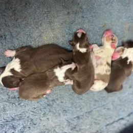 Miniature American Shepherd puppies from 4MLA STABLES