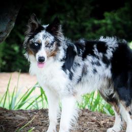 Rock - Border Collie