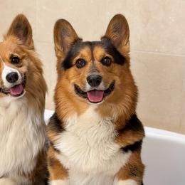 Pembroke Welsh Corgis from Han Dynasty Corgis
