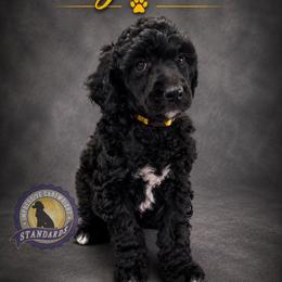 Cartwright's Magdalene the Faithful Witness - Black female Poodle puppy in Albany, Kentucky from Impressive Cartwright Standards