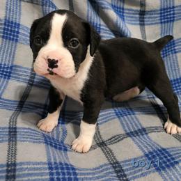 Boy 1 - Brindle male Boxer puppy in Temple, Georgia from B&B Boxers