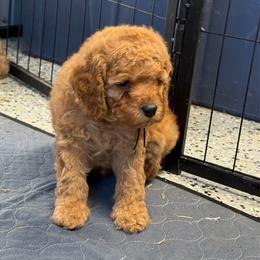 Black collar - Red male Cockapoo puppy in Wesson, Mississippi from Southern Country Doodles