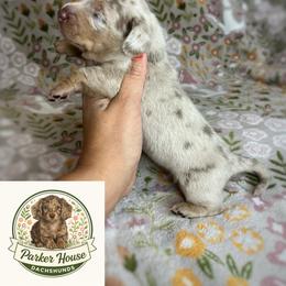 Sterling - Dapple male Dachshund puppy in Beggs, Oklahoma from Parker House Dachshunds