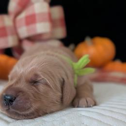 Male, will be selected based on temperament test results - Dark golden male Golden Retriever puppy in Yuba City, California from Family Loved Golden Retrievers