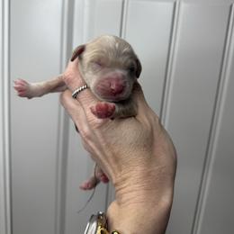 Girl 4 - Cream female Goldendoodle puppy in Fayetteville, Arkansas from Silver Hill Farm
