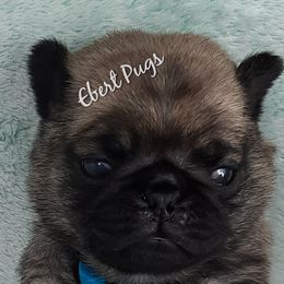 Golden Retriever and Pug Puppies from Ebert Pugs