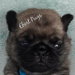 Golden Retriever and Pug Puppies from Ebert Pugs