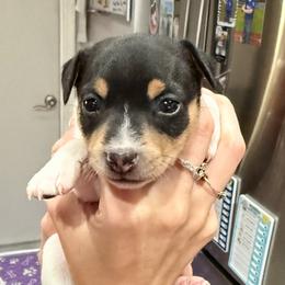 Ruby female 1 - White black and tan female Toy Fox Terrier puppy in Clermont, Florida from Debbie Hiles's Toy Fox Terriers